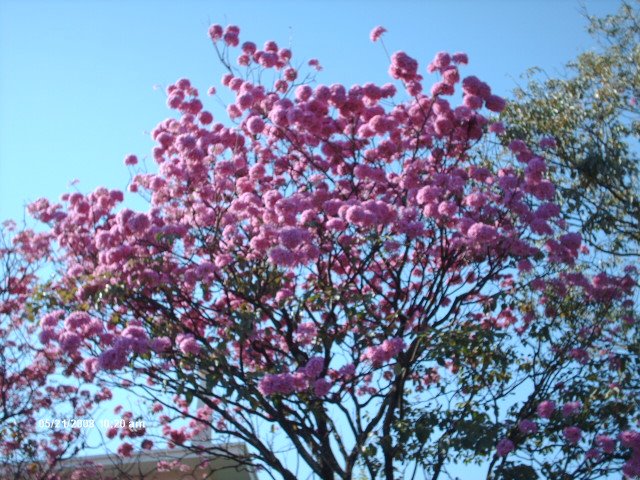 [Imagem+05+2008+955.jpg]