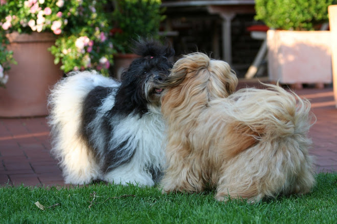 Havanese