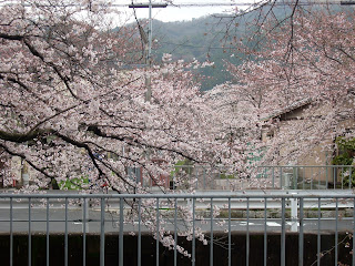 bigdealneal: Japan's national symbol