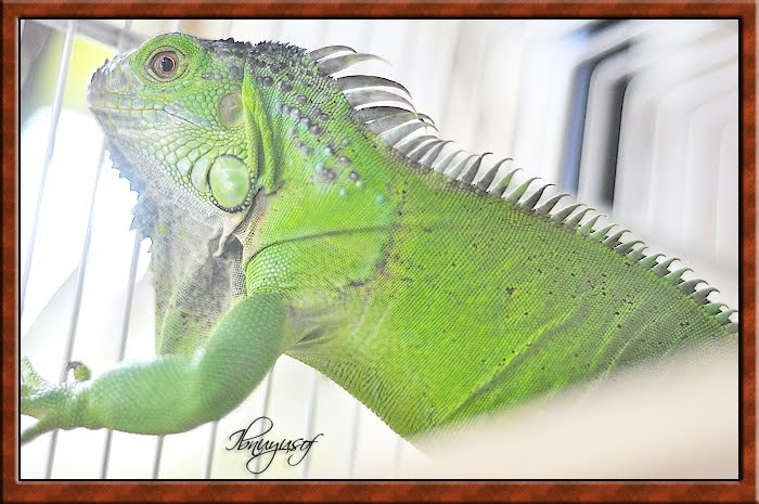 Nur Iman Photography: Haiwan Comel