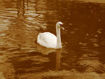 O cisne de Leda