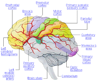Diagram Of A Labeled Brain: Diagram Of A Labeled Brain