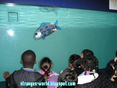 Robotic fishes @ strange world 