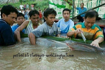 MEKONG GIANT FISH @ strange pictures