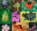 2010- Ano Internacional da Biodiversidade