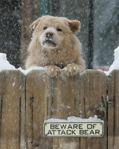 Beware of attack bear