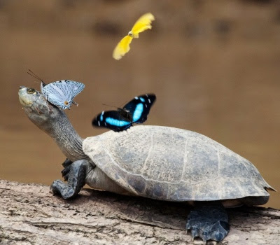 Skildpadde og sommerfugle