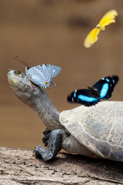 Skildpadde og sommerfugle mødes