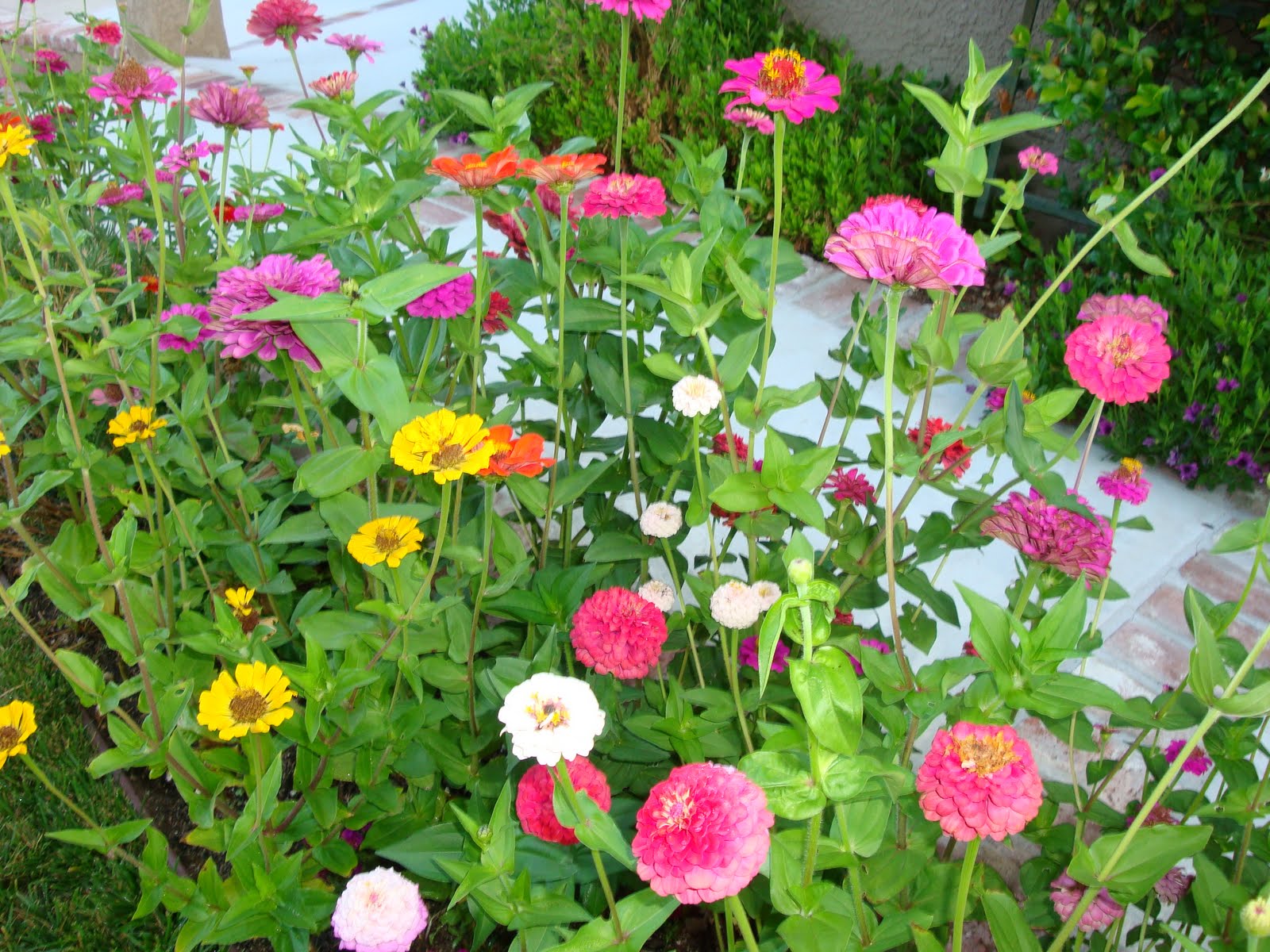 美しいもの: 夏の花 庭にさきました。