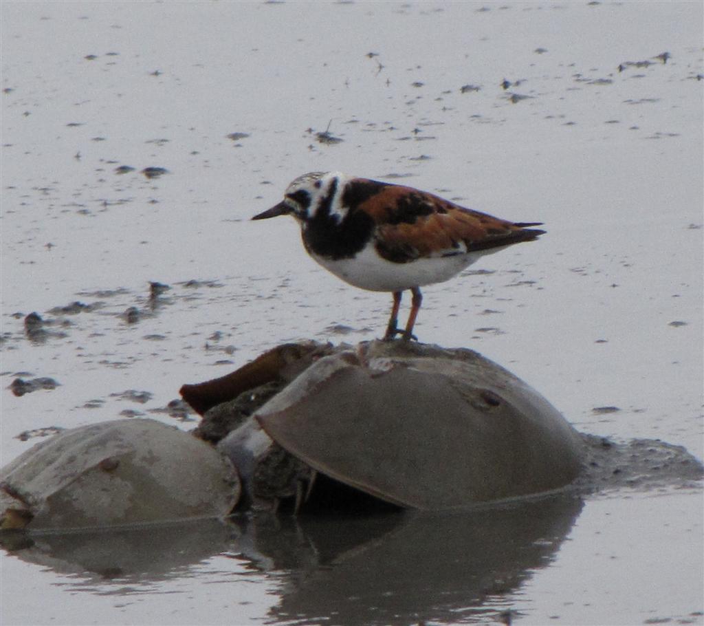 [051709+Ruddy+Turnstone_1+(Large).jpg]