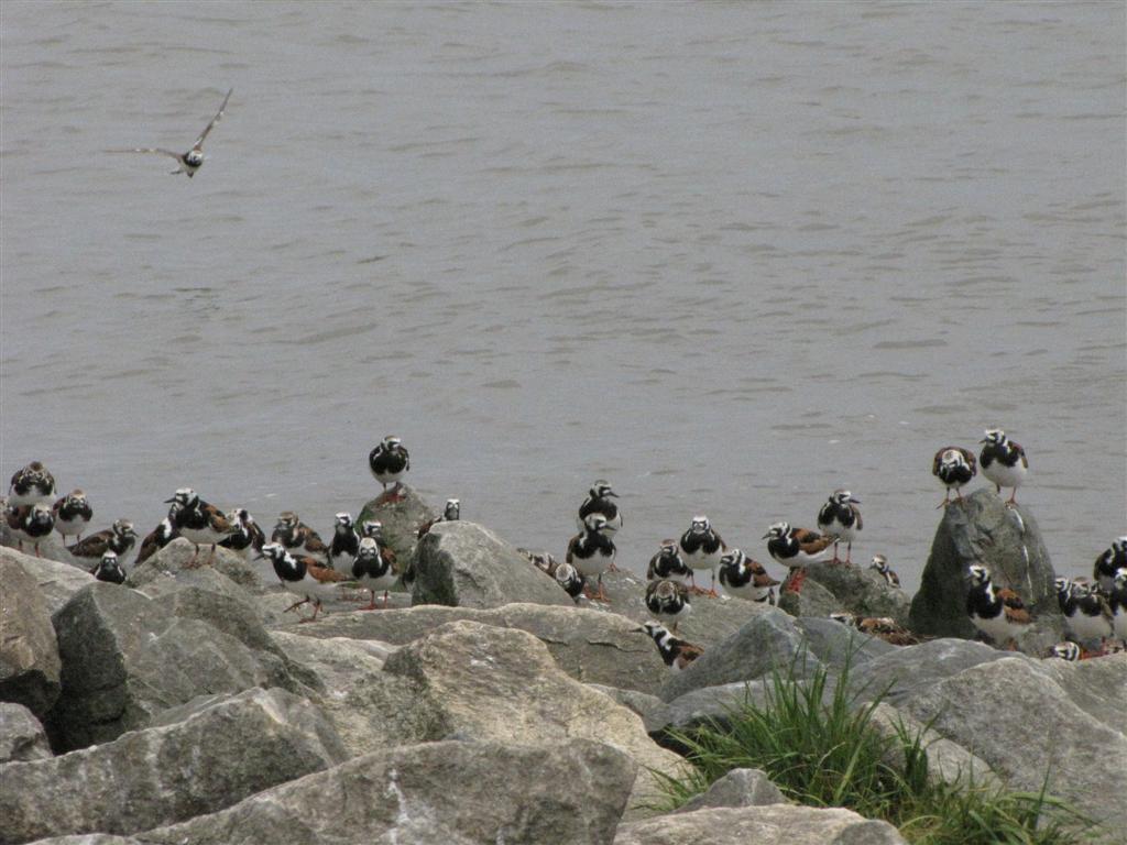 [IMG_1831+(Large).JPG]