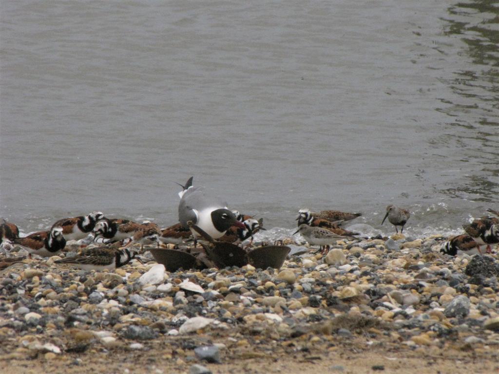 [IMG_1839+(Large).JPG]