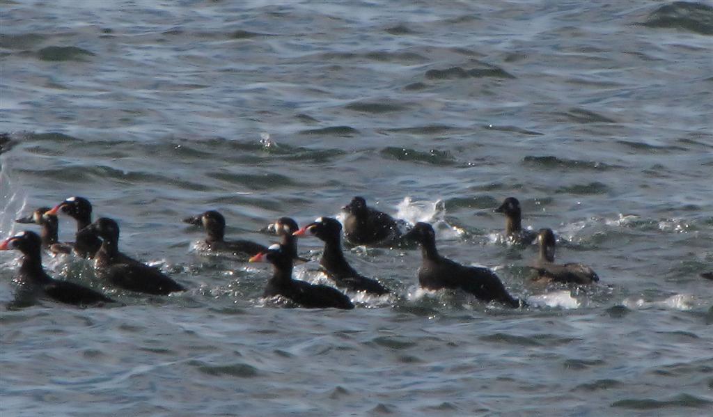 [IMG_6538.JPG_Surf+Scoters+(Large).jpg]