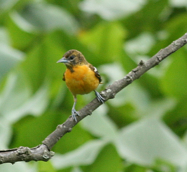 [femaleOriole_01.jpg]