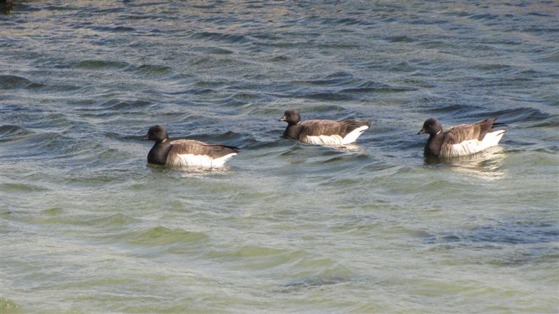 [IMG_7074+(Medium).JPG]