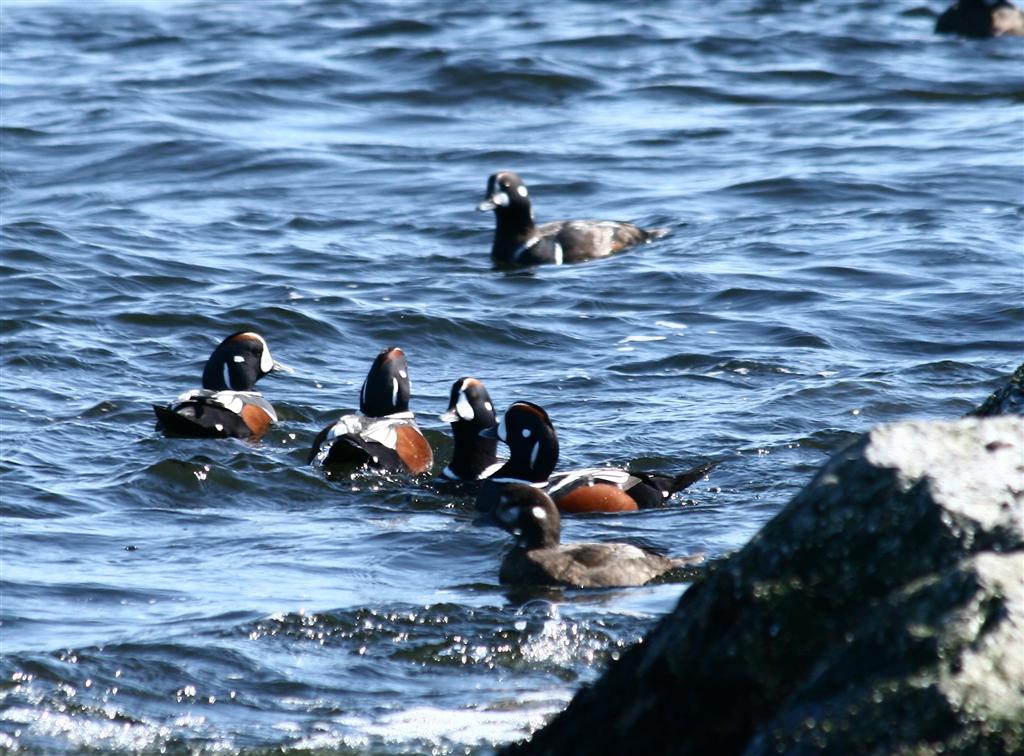 [IMG_2340_harlequin+(Large).jpg]