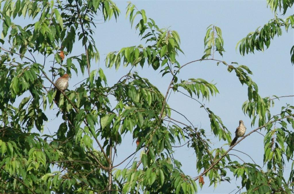 [BrownThrasher_1+(Large).jpg]