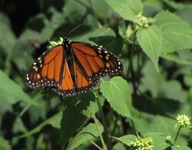 [080809+Monarch+_1+(Medium).jpg]