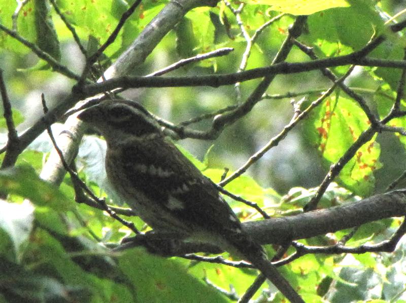 [080809+maybe+female+RB+Grosbeak_2+(Medium).jpg]