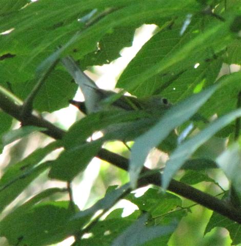 [083009+Milford+Mill+Warbler+(Small).jpg]