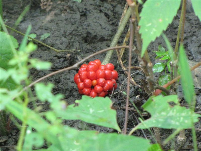 [083009+what+is+it+(Medium).jpg]