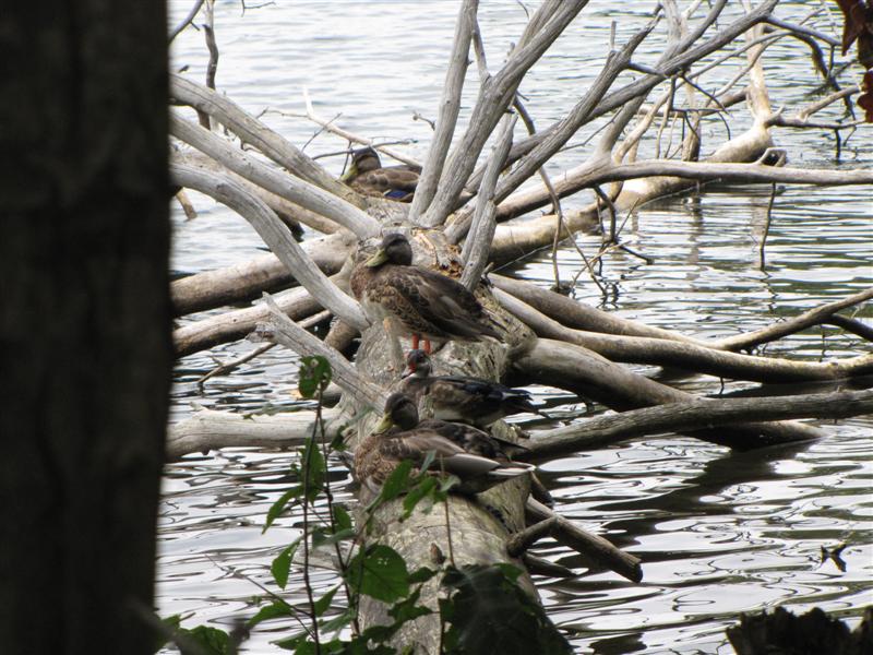 [IMG_4491+(Medium).JPG]