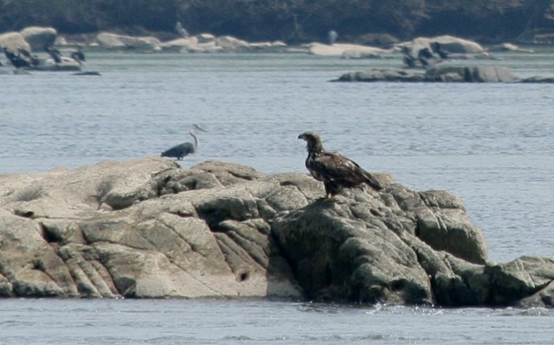 [Juvenile+Bald+Eagle.jpg]