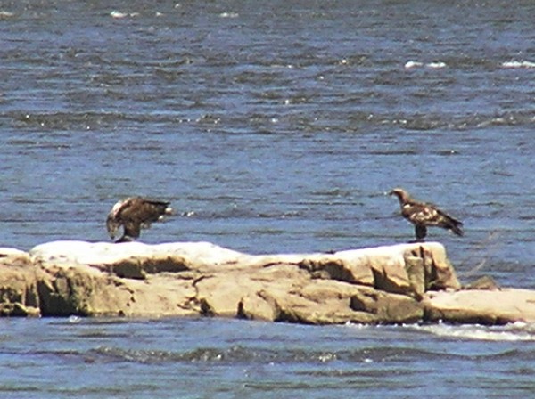 [juveniles+on+the+river.jpg]