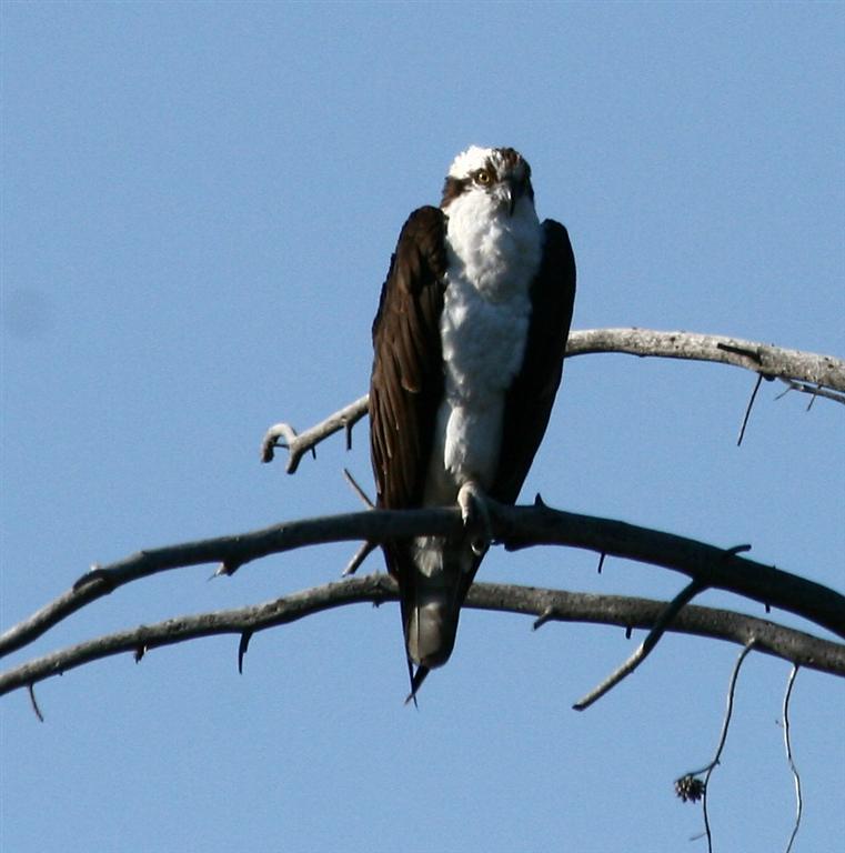 [081508+Old+faithful+Osprey_1+(Large).jpg]