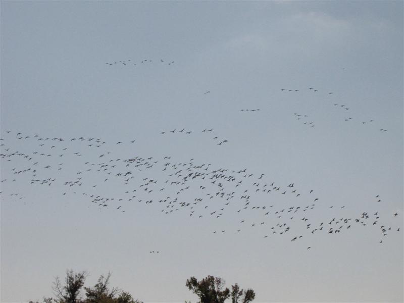 [101109+Canada+Geese+(Medium).jpg]