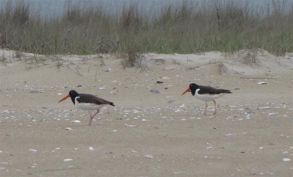 [050209+Chincoteague+Oystercatcher_3+(Large).jpg]
