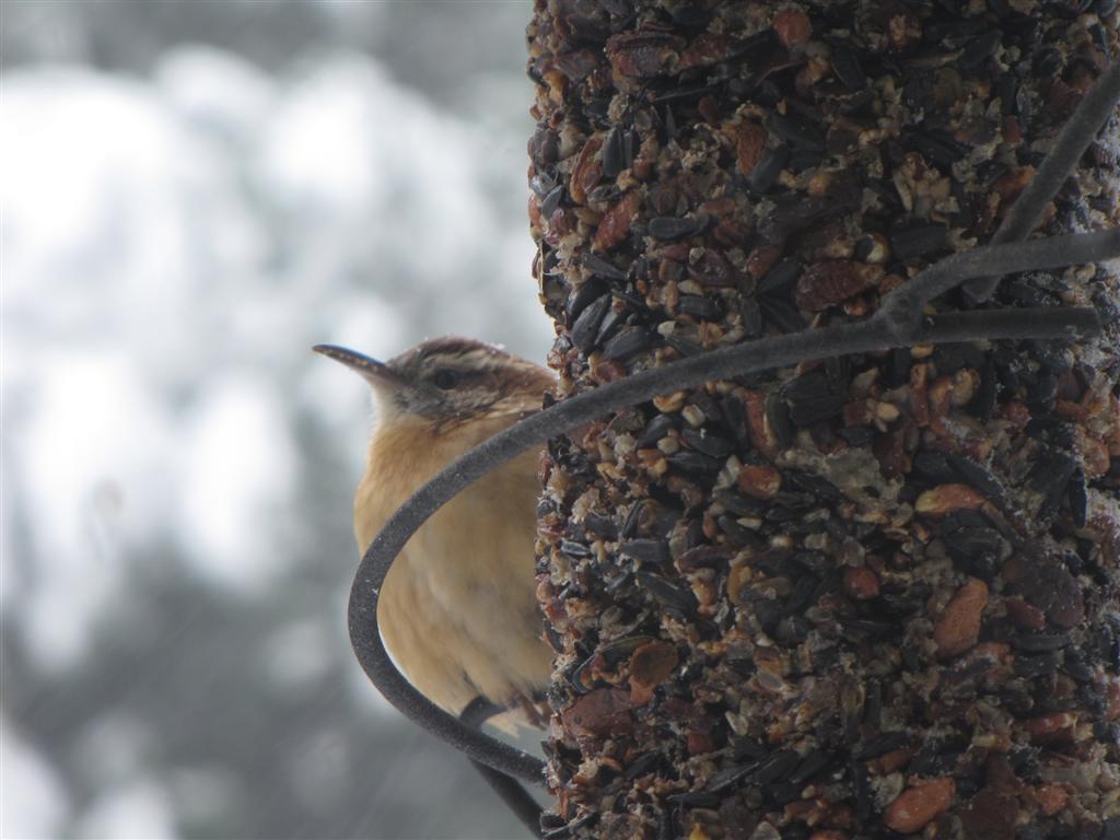 [IMG_5816+(Large).JPG]