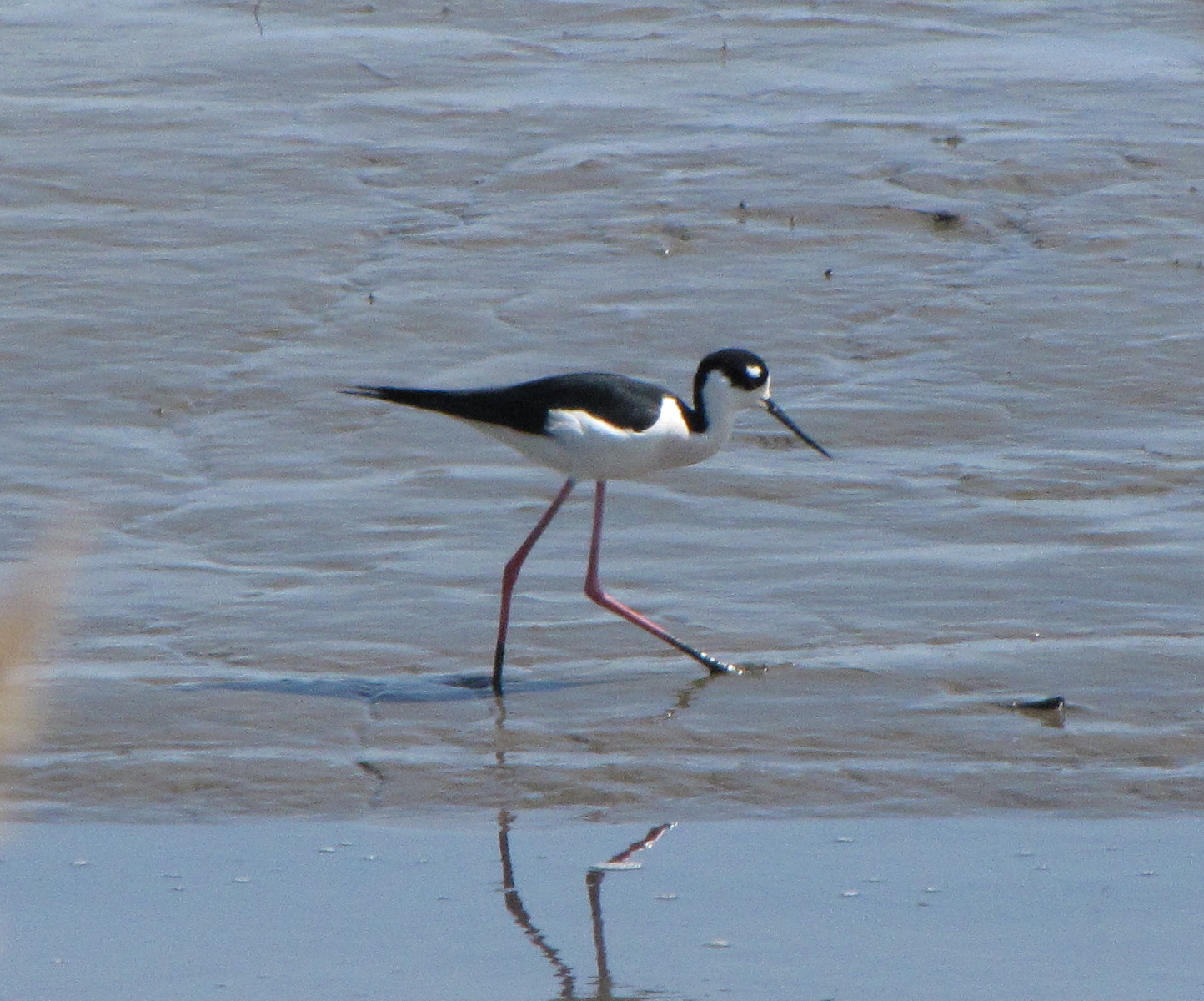 [IMG_1002_Blackneck+Stilt.jpg]