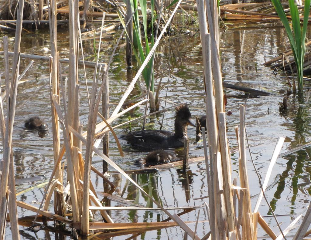 [IMG_1174_Momma+Merganser+and+ducklings+(Large).jpg]