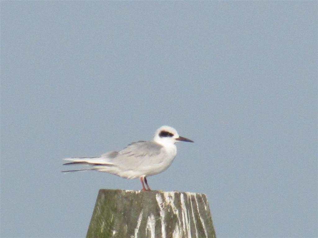Viewing nature with Eileen Birding Delaware's shore