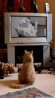 CatWatchingPorn.gif