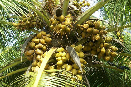 EDAKKALATHUR VILLAGE: coconut tree