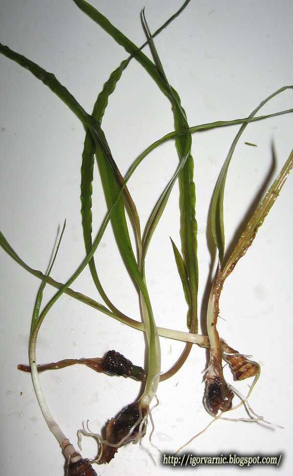 [Cryptocoryne+retrospiralis+1.jpg]