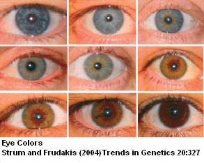 Sandwalk: The Genetics of Eye Color