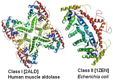 [aldolase_structures.bmp]