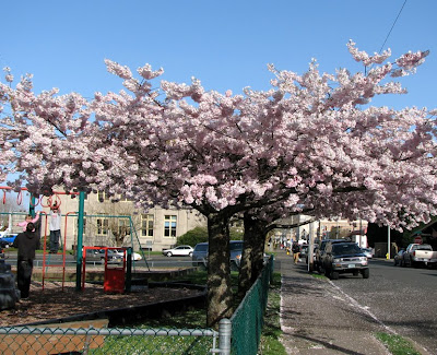 Park with Blossoms, Astoria, Oregon - looking east