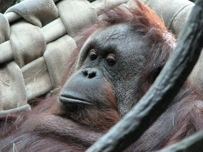 Orangutan at Woodland Park Zoo, Seattle, Washington