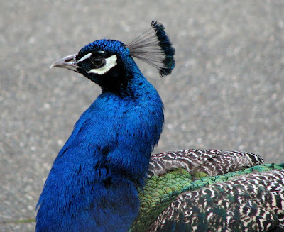 Peacock at the Oregon Zoo