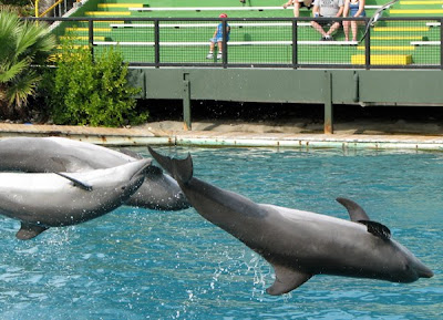 Dolphins leaping at Miami Seaquarium dolphin show