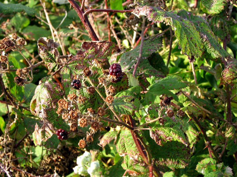 [fall-01-berries.jpg]