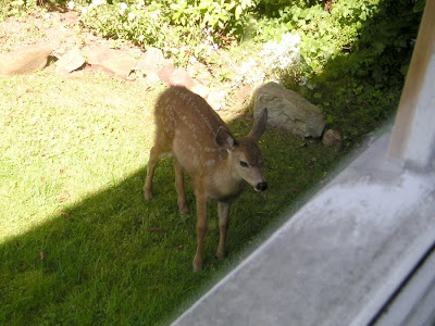 Deer on Harrison Street, Astoria, Oregon