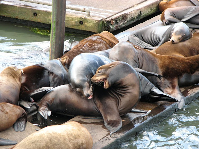 Sea Lions, by Sheryl Todd