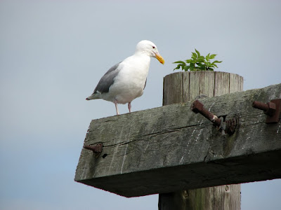 Seagull's Garden, Astoria, Oregon