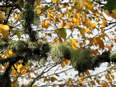 Moss on a Tree with Fall-colored Leaves