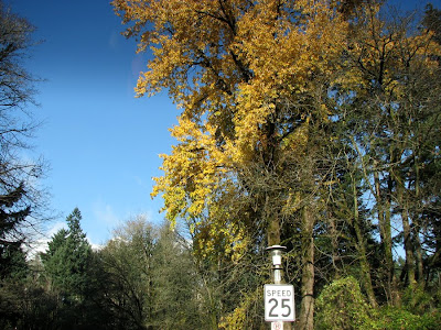 Trees, Portland